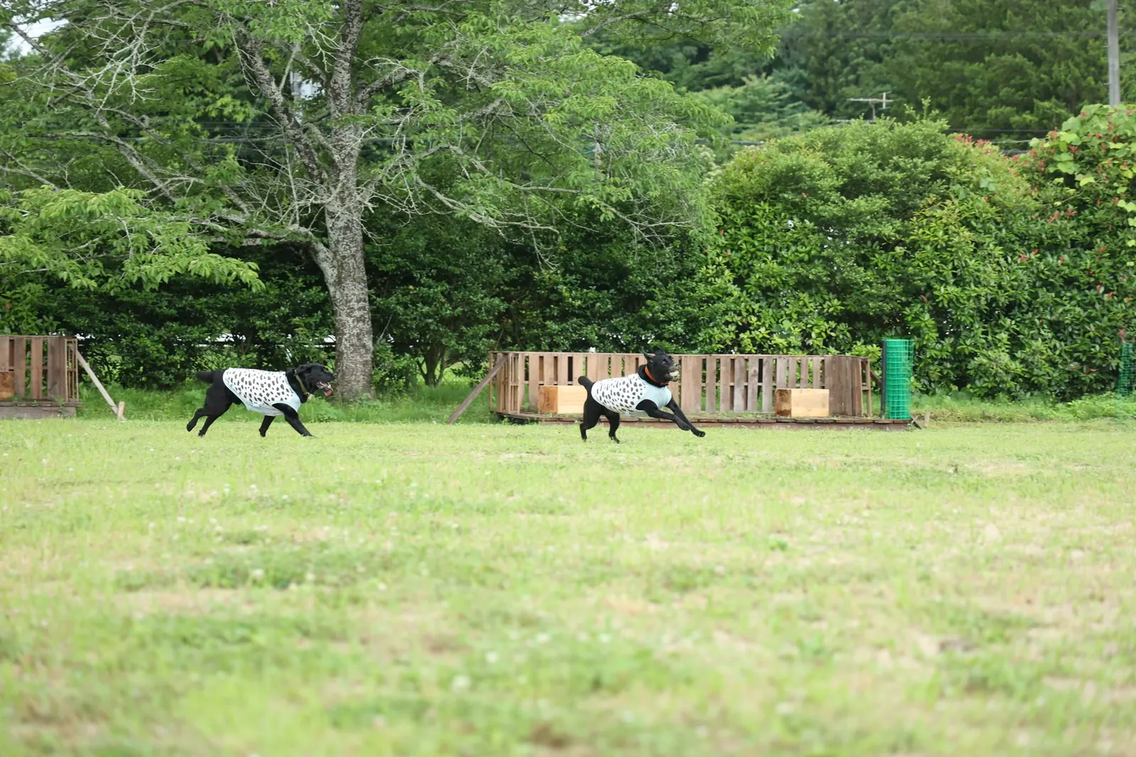 ドッグランを走る犬