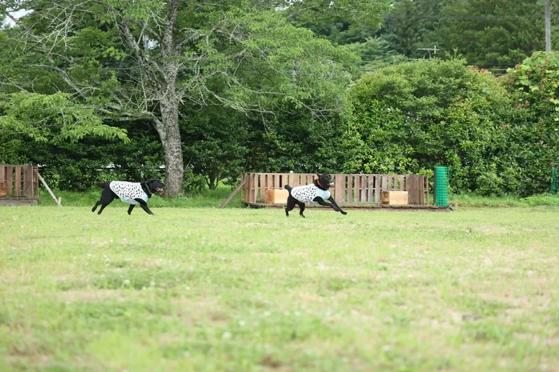 校庭のドッグラン