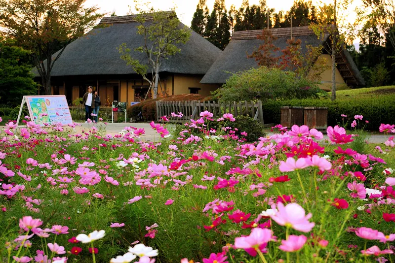 みちのく杜の湖畔公園の古民家とコスモス